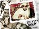 الصورة الرمزية love zayed
